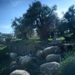 הכבשים של בארכה חברון מתוך סרטה של הבמאית יעל ערבה מראות
