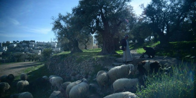 הכבשים של בארכה חברון מתוך סרטה של יעל ערבה מראות